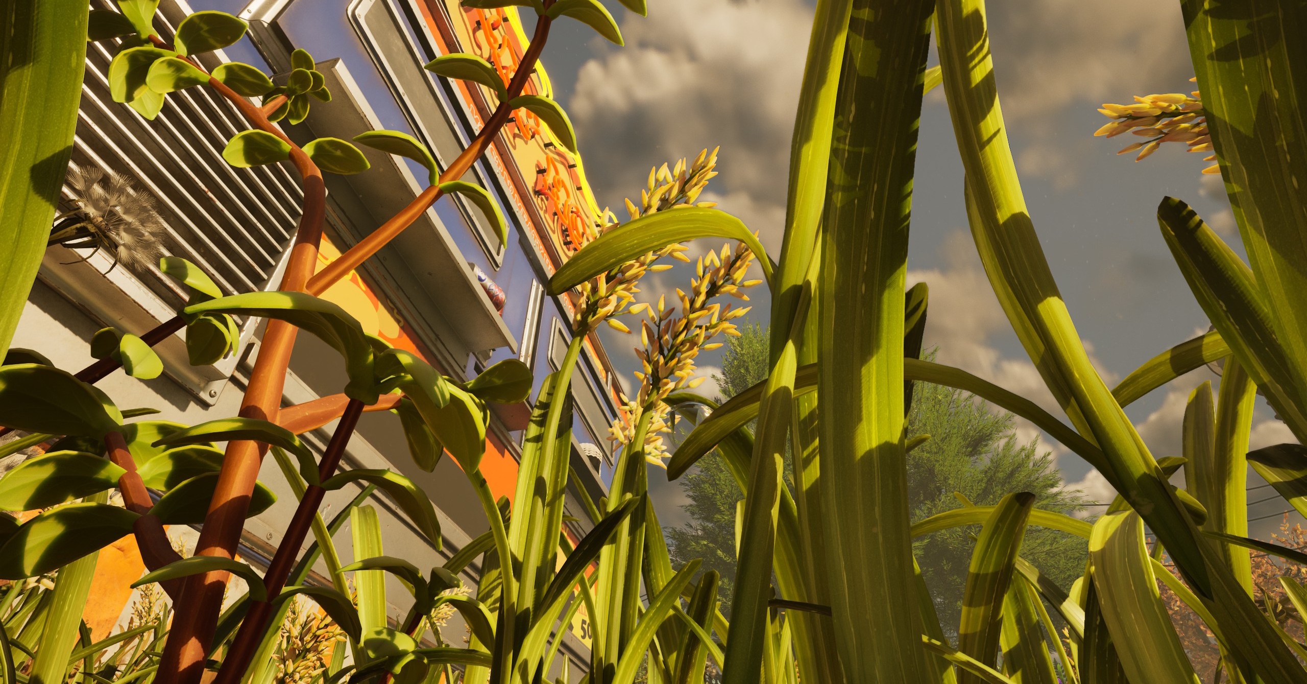 Flores de grama em aterramento 2 Flores de grama em aterramento 2