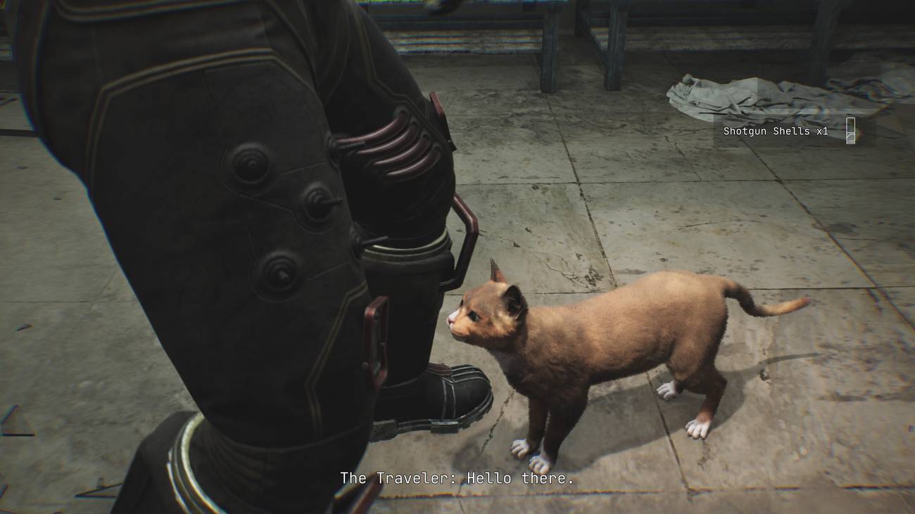 O viajante anona um gato.