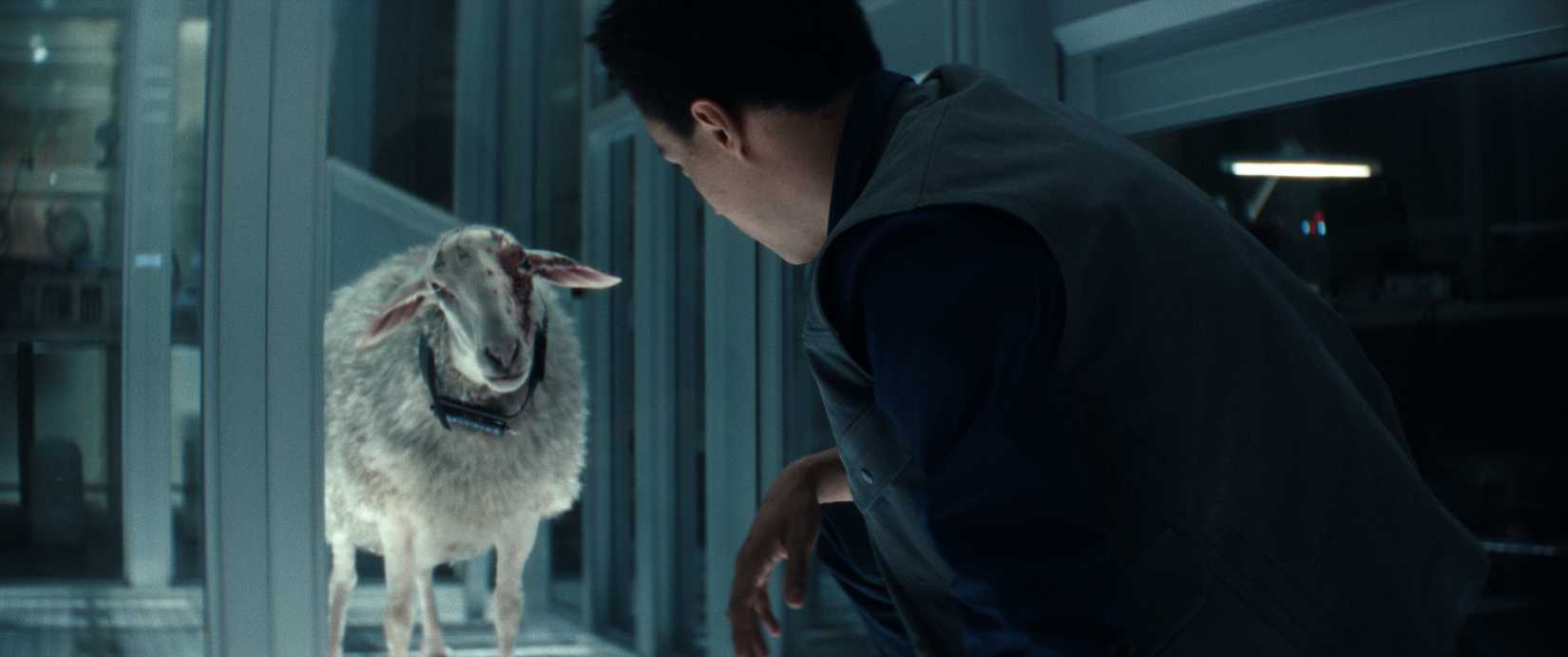 As ovelhas infectadas tamanham sua próxima vítima em terra alienígena