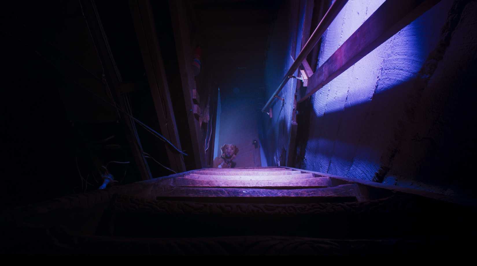 Um cachorro no escuro, olhando para cima do fundo dos degraus de um porão do filme Good Boy