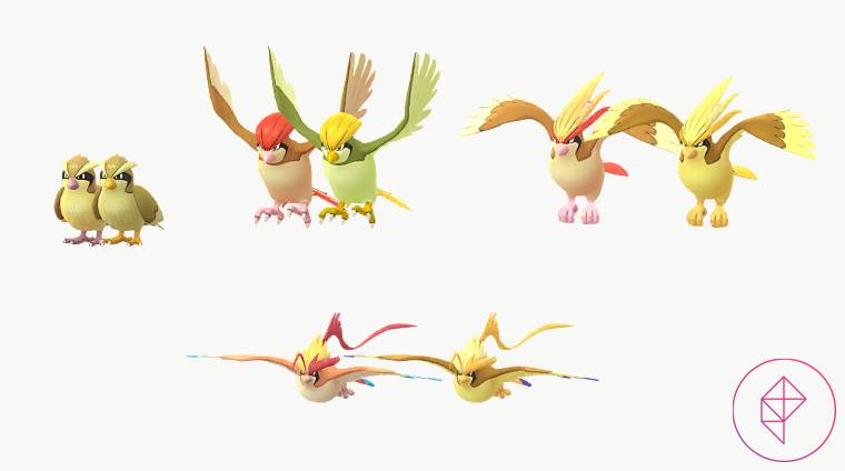 Shiny Pidgey, Pidgeotto, Pidgeot e Mega Pidgeot com suas formas regulares no Pokémon Go. Cada brilho ganha uma tonalidade dourada.