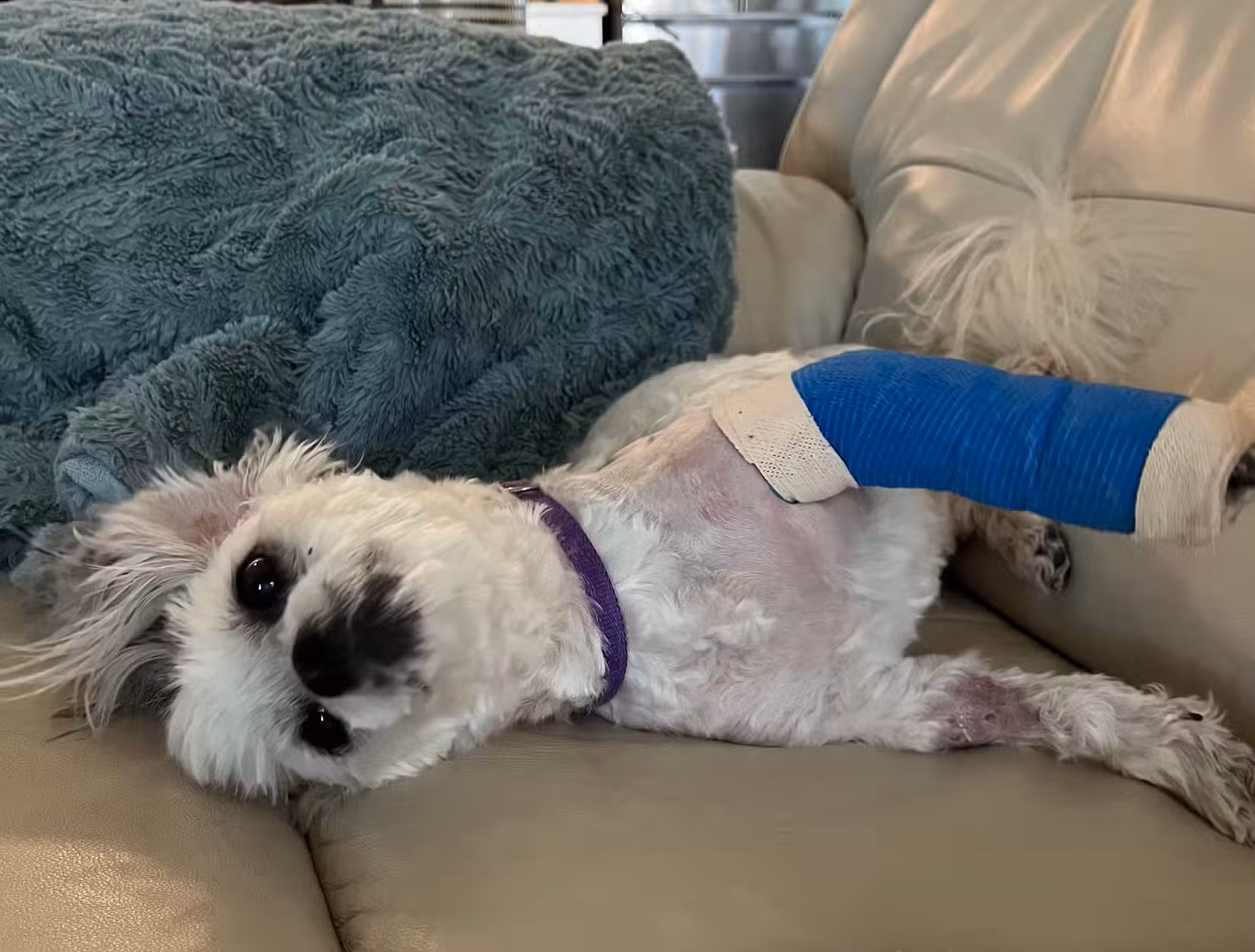 Apenas um dos cachorros mais fofos que já caiu no sofá, com a perna dianteira esquerda fortemente ferida em uma bandagem azul