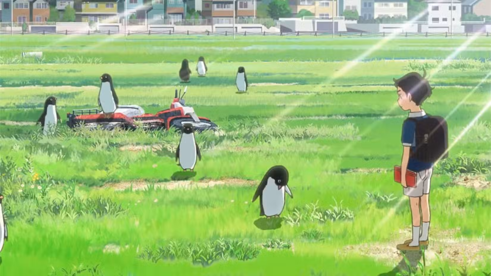 Uma cena do anime Penguin Highway mostrando Aoyama olhando para um grupo de pinguins em um campo.